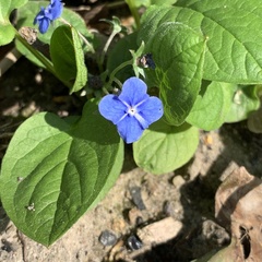Omphalodes verna