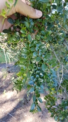 Azara microphylla