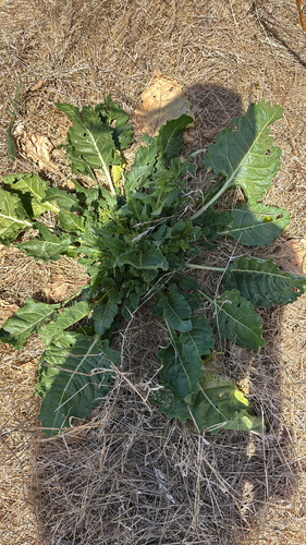 iNaturalist observation photo of Beet