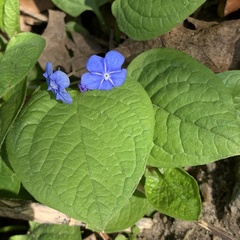Omphalodes verna
