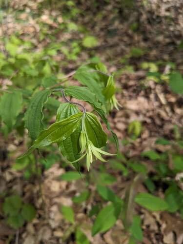 Prosartes lanuginosa, photograph 6
