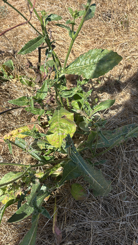 iNaturalist observation photo of bristly oxtongue