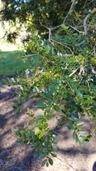 Azara microphylla