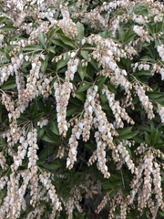 Pieris japonica