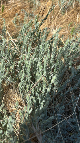 iNaturalist observation photo of Alkali Weed