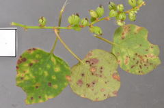 Puccinia otagensis