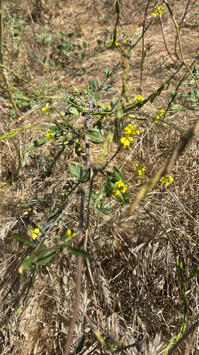 iNaturalist observation photo of Brassiceae