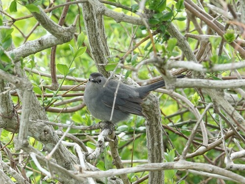 Gray Catbird photographed in Rhode Island