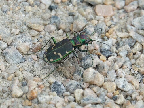 Common Claybank Tiger Beetle photo 3