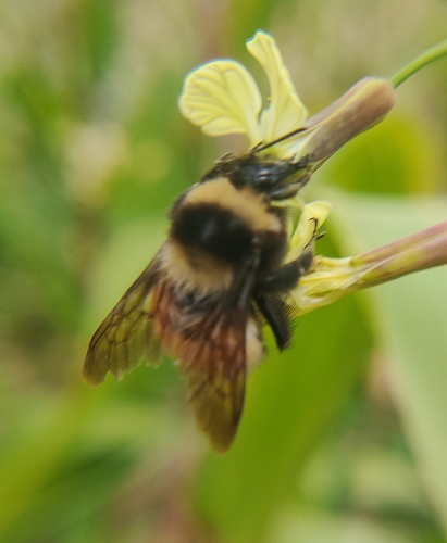 Bombus robustus