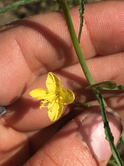 Eulobus californicus