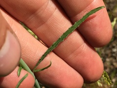 Eulobus californicus