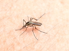 Psorophora longipalpus