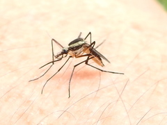 Psorophora longipalpus