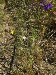 Eulobus californicus