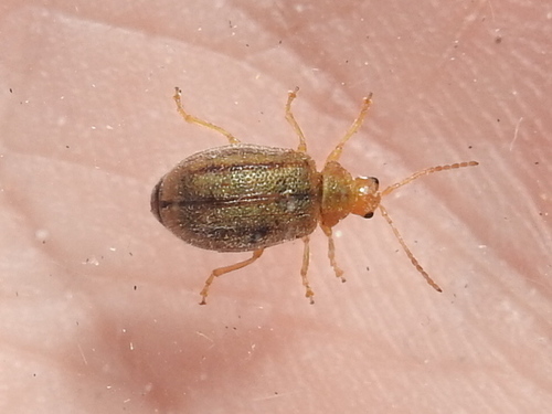 American Goldenrod Leaf Beetle photo 4