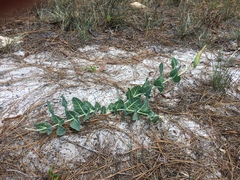 Asclepias humistrata image