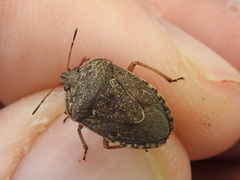 Hymenarcys nervosa