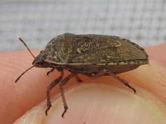 Hymenarcys nervosa