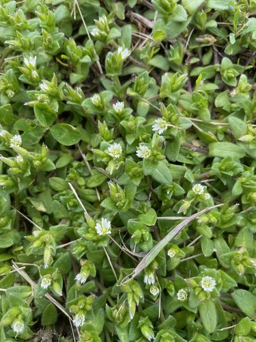 Common mouse-ear chickweed (Cerastium fontanum)