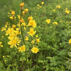 Crepis praemorsa