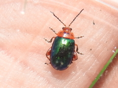 Kuschelina gibbitarsa