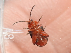 Kuschelina gibbitarsa