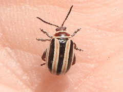 Kuschelina miniata