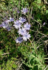 Lactuca soongorica