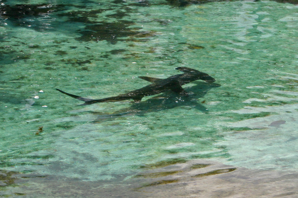 Great hammerhead swimming in shallow clear water