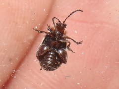 Kuschelina miniata