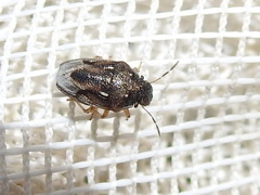 Neottiglossa cavifrons