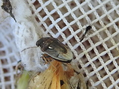 Neottiglossa cavifrons