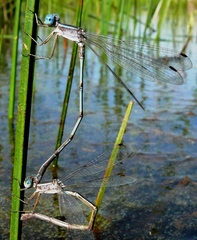 Lestes alacer