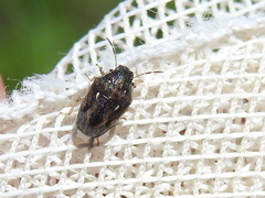 Neottiglossa cavifrons