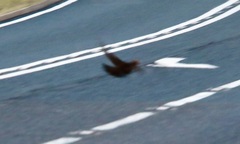Lagopus lagopus scotica