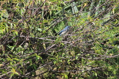 Aphelocoma ultramarina