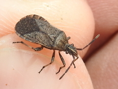 Ceraleptus americanus