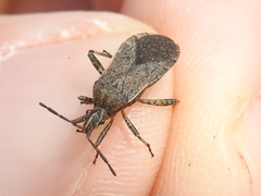 Ceraleptus americanus
