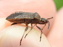 Ceraleptus americanus