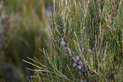 Allocasuarina paludosa, photograph 5