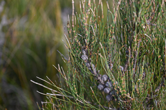 Allocasuarina paludosa, photograph (c) Bryce Watts-Parker, some rights reserved (CC BY)