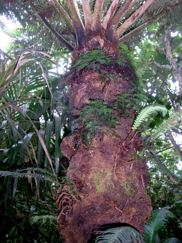 Cyathea howeana