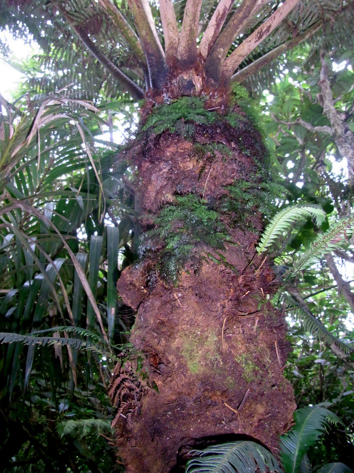 Cyathea howeana