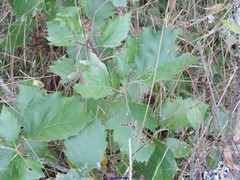 Karpatiosorbus latifolia