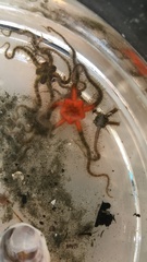 Ophiothrix