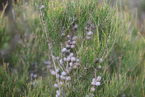 Allocasuarina paludosa, photograph 4