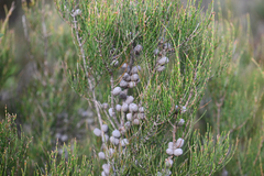 Allocasuarina paludosa, photograph (c) Bryce Watts-Parker, some rights reserved (CC BY)