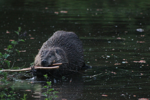 animal observation 2