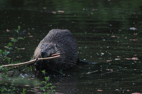 animal observation 3